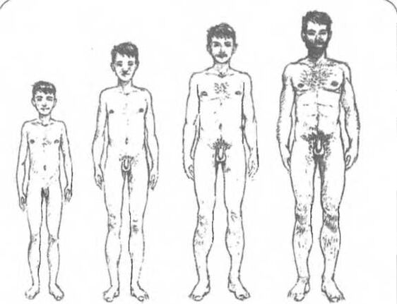 Dzimumlocekļa izmērs atkarībā no vecuma